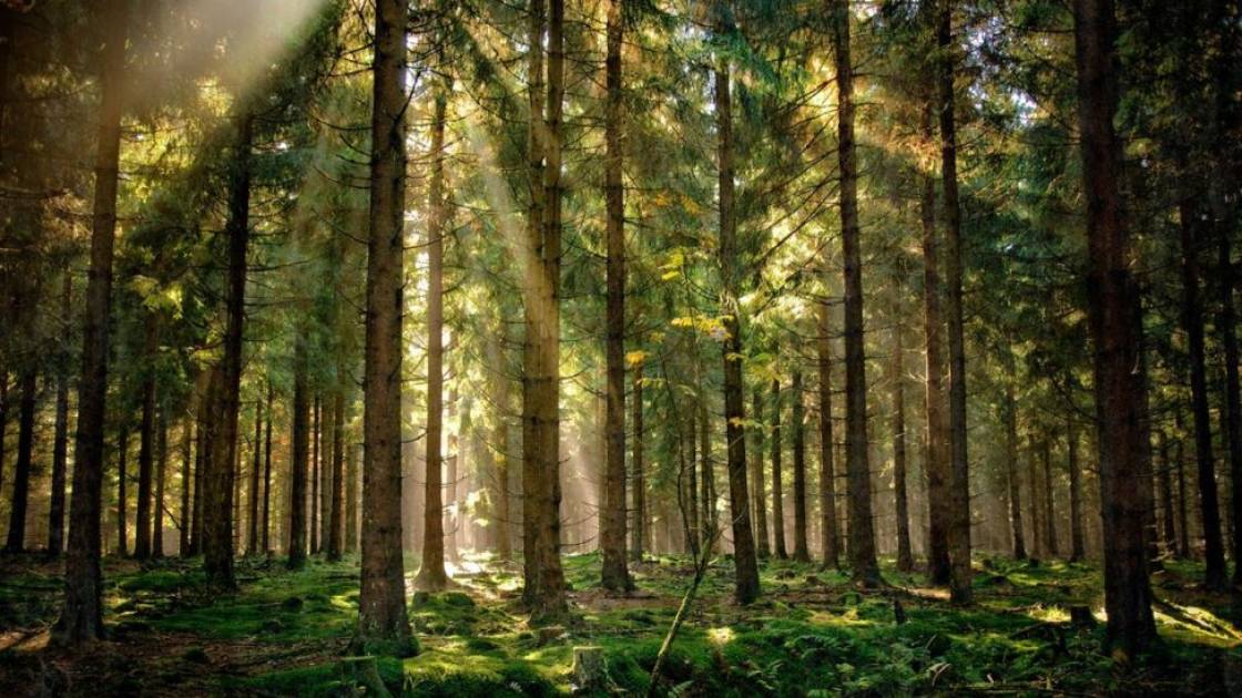 preemptiunea-la-vanzarea-terenurilor-forestiere-prevazuta-de-codul-silvic